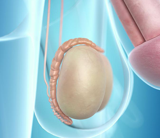 Swollen Penis Treatment in Kolathur