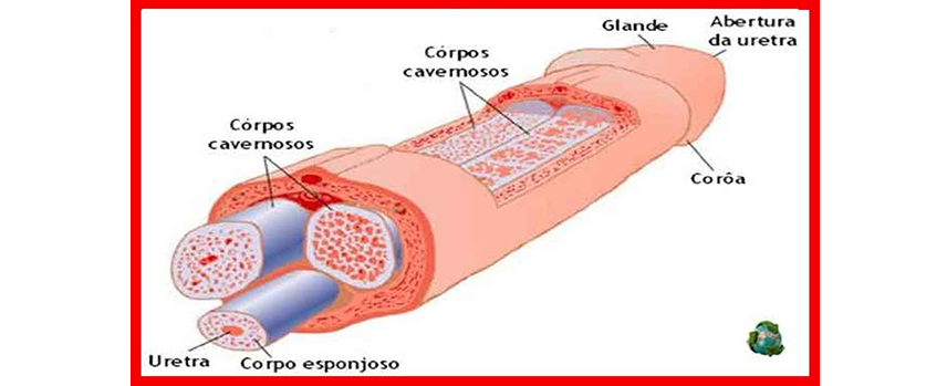 Swollen Penis Treatment in Kolathur